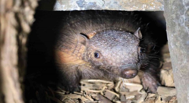 Türkiyenin ilk armadillo yavrusu 3 buçuk ay önce dünyaya gözlerini açtı