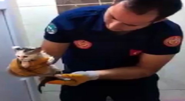 Tuvalete sıkışan kedi kurtarıldı