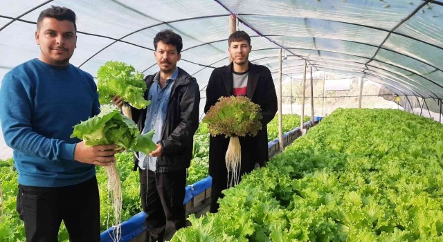 Üç genç kurdukları serada topraksız tarım yapıyor