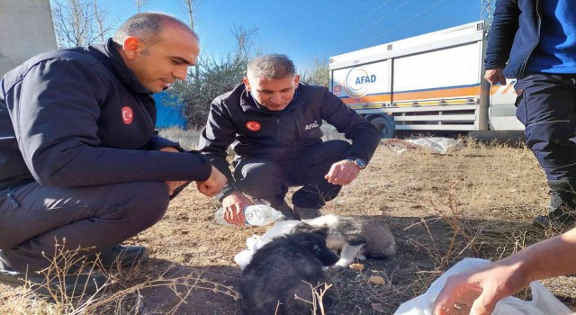 Vanda 20 metrelik kuyuya atılan 2 yavru köpek AFAD ekipleri tarafından kurtarıldı