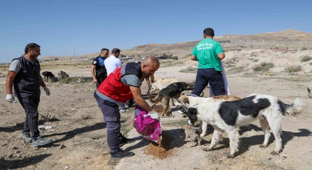 Vanda bir yılda 7 bin 500 sokak hayvanı tedavi edildi