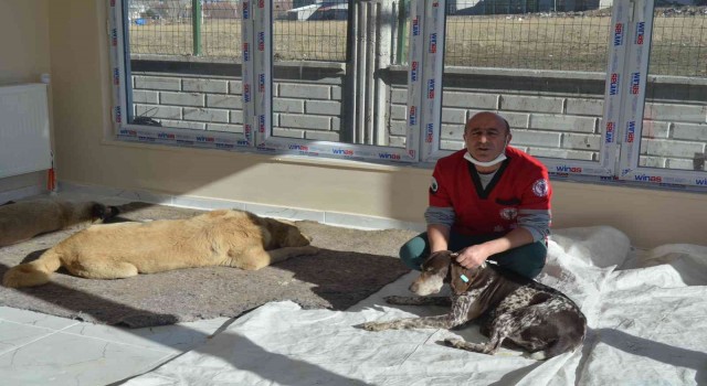 Vartoda sokak hayvanlarını aşılama ve küpeleme çalışması