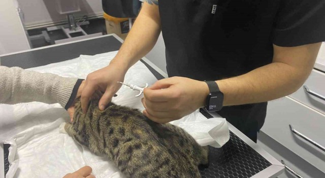 Veteriner kliniklerinde dijital kimlik yoğunluğu