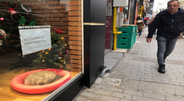 Vitrin mankeni kedi