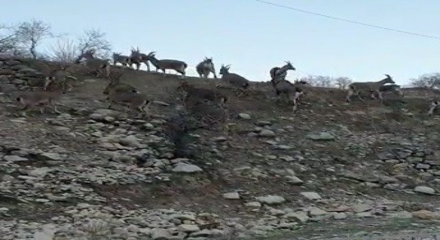 Yaban keçilerinin ilçe halkını mutlu eden istilası