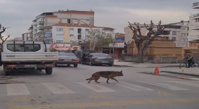 Yalovada yaya geçidinin kullanan köpek şaşırttı