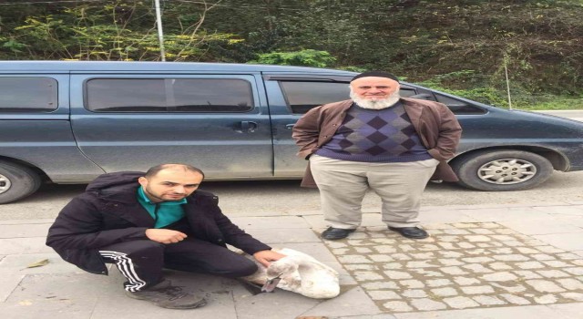 Yaralı halde bulunan kuğu Doğa Koruma ve Milli Parklar İl Müdürlüğüne teslim edildi
