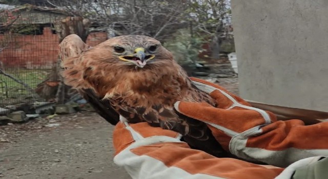 Yaralı halde bulunan şahin tedavi altına alındı