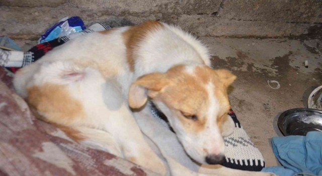 Yaralı köpeğe temizlik görevlisi sahip çıktı