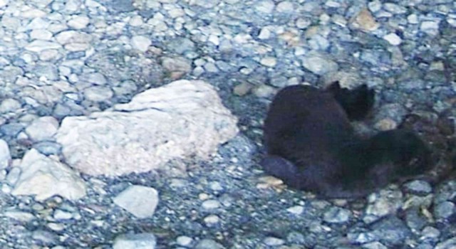 Yeni doğan Akdeniz Fokunu isim aranıyor