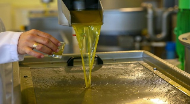 Yeni Şakranın aromatik zeytinyağları sofralardaki yerini alıyor