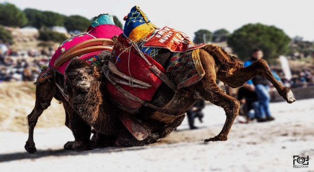 Yeni yılın ilk deve güreşi İncirliovada yapılacak