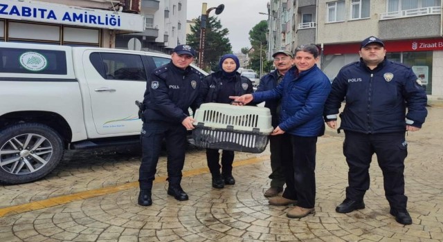 Yorgun düşen kuğunun imdadına polis yetişti