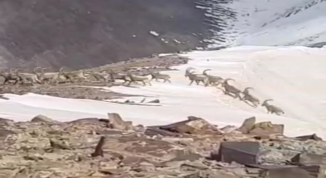 Yüksekovada sürü halindeki dağ keçileri kameraya yansıdı