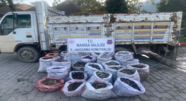 Zeytin hırsızları jandarmadan kaçamadı