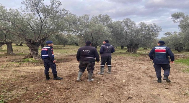 Zeytin hırsızlıklarına karşı önlemler devam ediyor