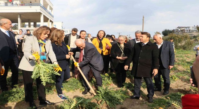 3 ayda hasat vakti geldi, kilosu 60 liradan satılıyor