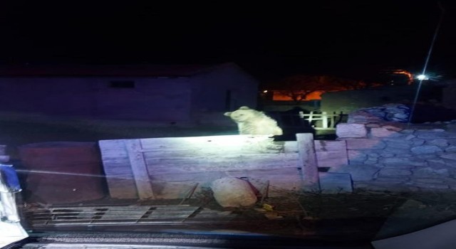 3 gün önce Yozgatta görülen gezgin ayı bu sefer Nevşehirde vatandaşları korkuttu