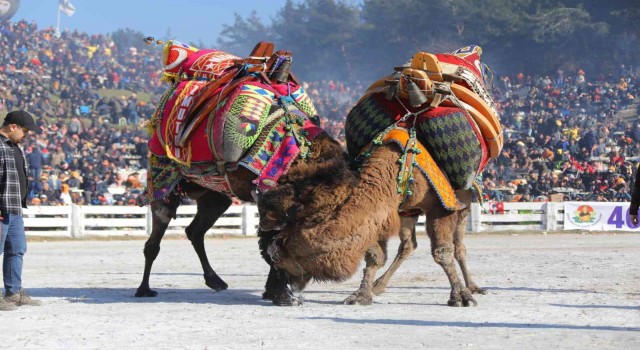 41. Uluslararası Efes Selçuk Deve Güreşleri Festivali başlıyor