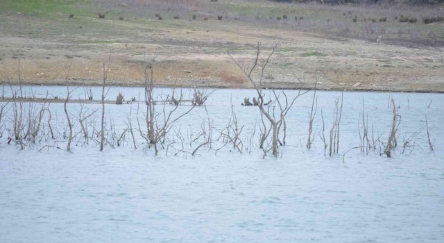 50 yıldır böyle kuraklık görülmedi: Dipteki ağaçlar ortaya çıktı