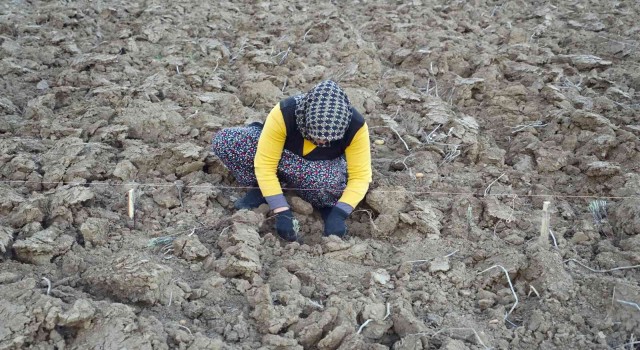 75 yıl sonra dede topraklarına döndü, miras kalan arazileri lavantayla buluşturdu