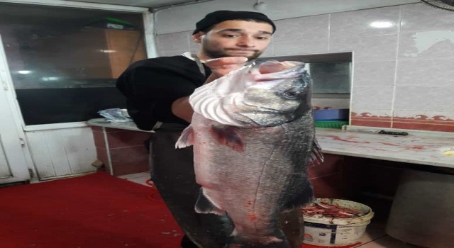 8 kilogram ağırlığında levrek yakaladı, 2 bin liraya alıcı bekliyor