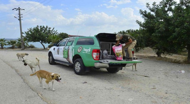 Adanada 132 yasaklı ırk köpeğe el konuldu