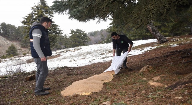 Amanos Dağlarının eteklerine yaban hayvanları için yem bırakıldı