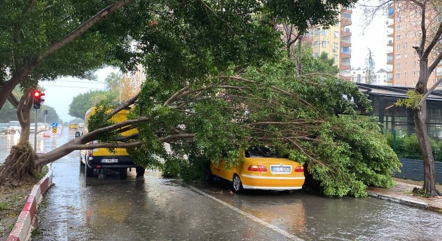 Antalyada fırtınaya dayanamayan Benjamin ağacı araçların üzerine devrildi