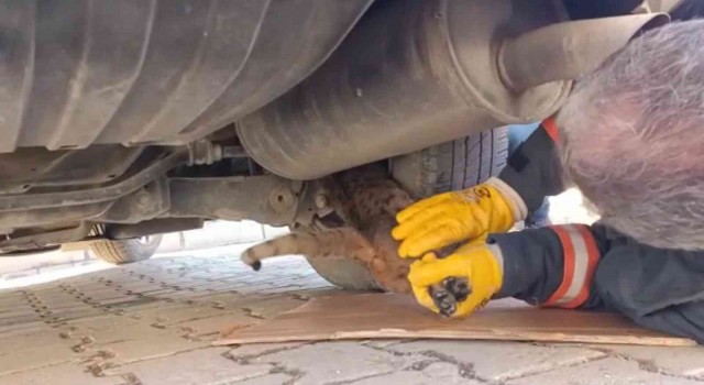 Aracın alt kısmında mahsur kalan kediyi itfaiye ekipleri kurtardı