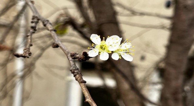 Artvinde kış ortasında erik ağacı çiçek açtı
