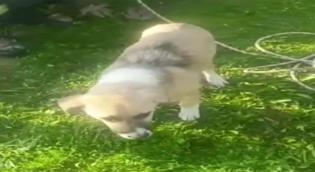 Asi Nehri kenarında mahsur kalan köpek kurtarıldı