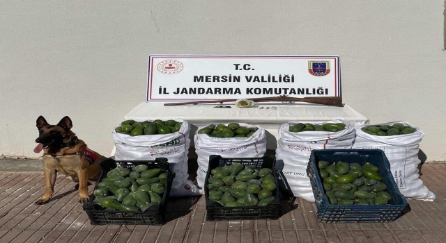 Avokado hırsızları jandarmadan kaçamadı
