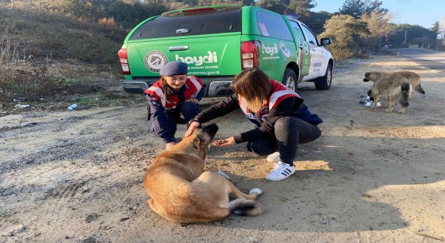 Aydın jandarması sokak canlarını unutmadı