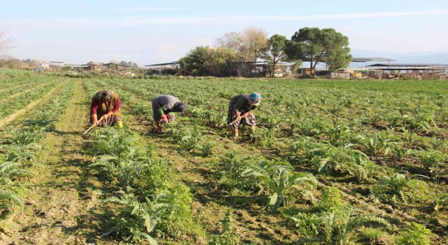 Aydında çapacı kadınlar yevmiyelerin düşüklüğünden dert yandı