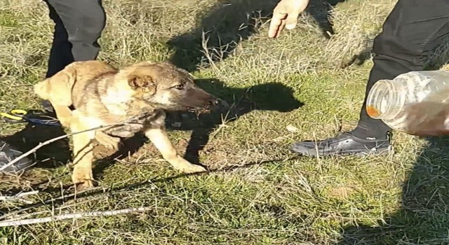 Başı plastik kaba sıkışan köpeği vatandaş kurtardı