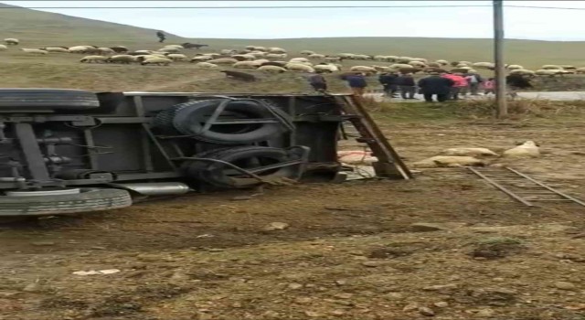 Batmanda koyun taşıyan tır devrildi, onlarca koyun telef oldu
