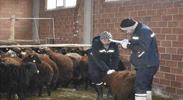 Bayburtta devlet desteğiyle koyun varlığı artıyor