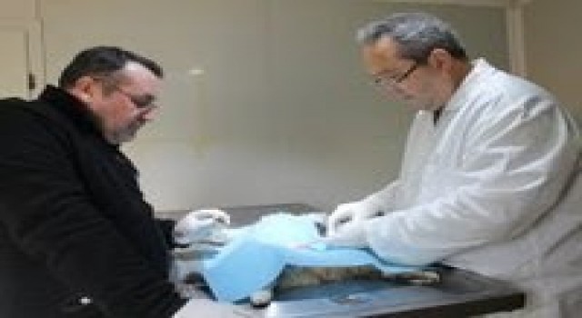 Bigada sokak hayvanları kısırlaştırılıyor