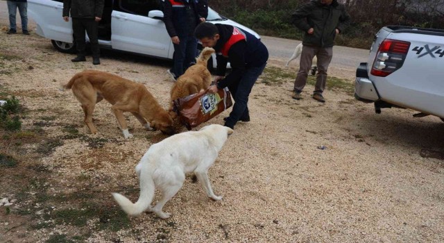 Bilecikte sokak hayvanları unutulmadı