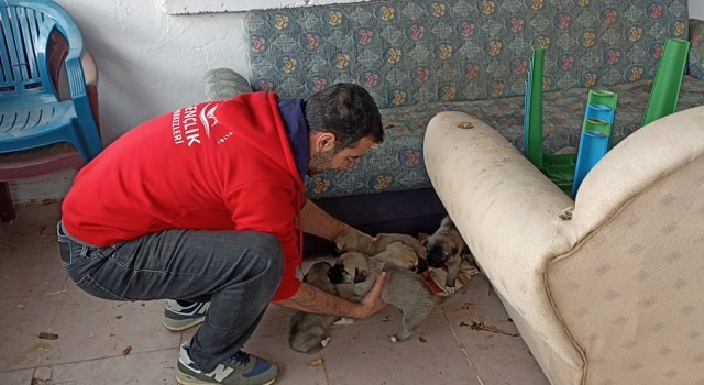 Bingölde bakıma ihtiyacı olan anne köpek ve yavruları barınağa götürüldü