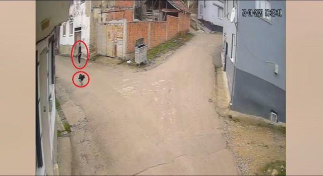 Bir köpeği daha vurmuş