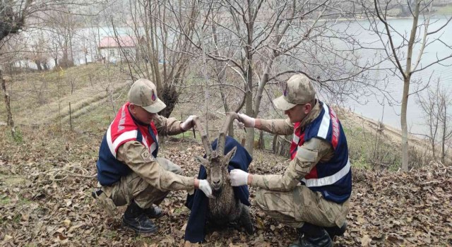 Boğulmak üzere olan dağ keçisi jandarma tarafından kurtarıldı