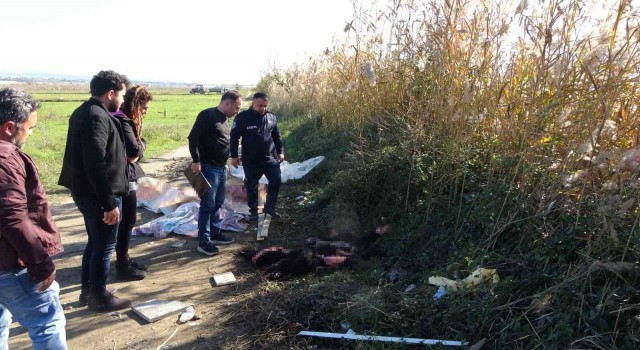 Boş araziye atılmış büyükbaş hayvan deri ve sakatatları jandarmayı harekete geçirdi