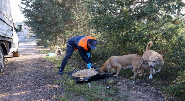 Bucada atık yemekler can dostlarına gidiyor