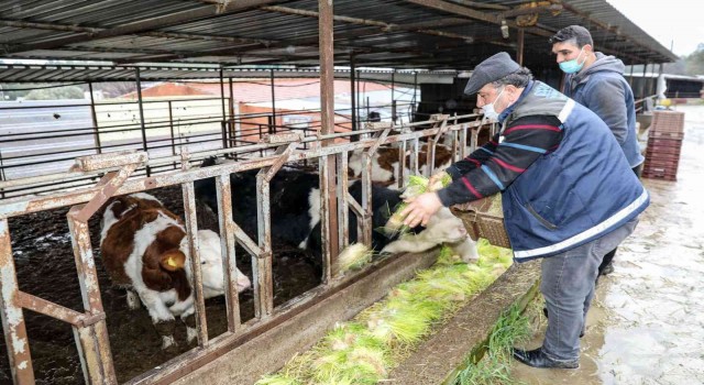 Bucada günde 5 ton hasıl yem üretimi