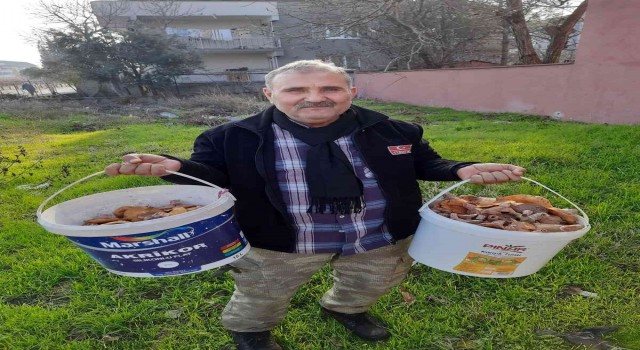 Burhaniyede melki sezonu devam ediyor