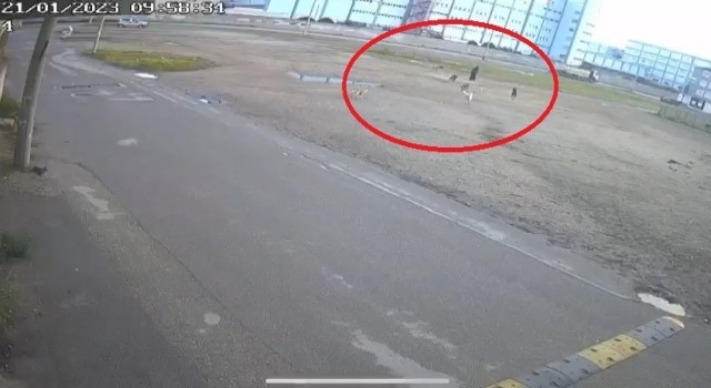 Bursada başıboş 10 köpeğin yaşlı kadına saldırması kamerada