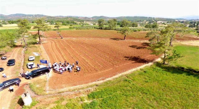 Büyükşehir dut fidanı üretiyor, ipekböcekçiliğini destekliyor