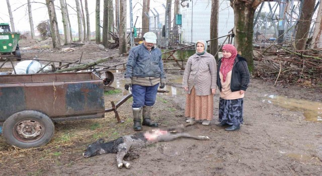 Buzağısının sokak köpekleri tarafından parçalandığını iddia etti